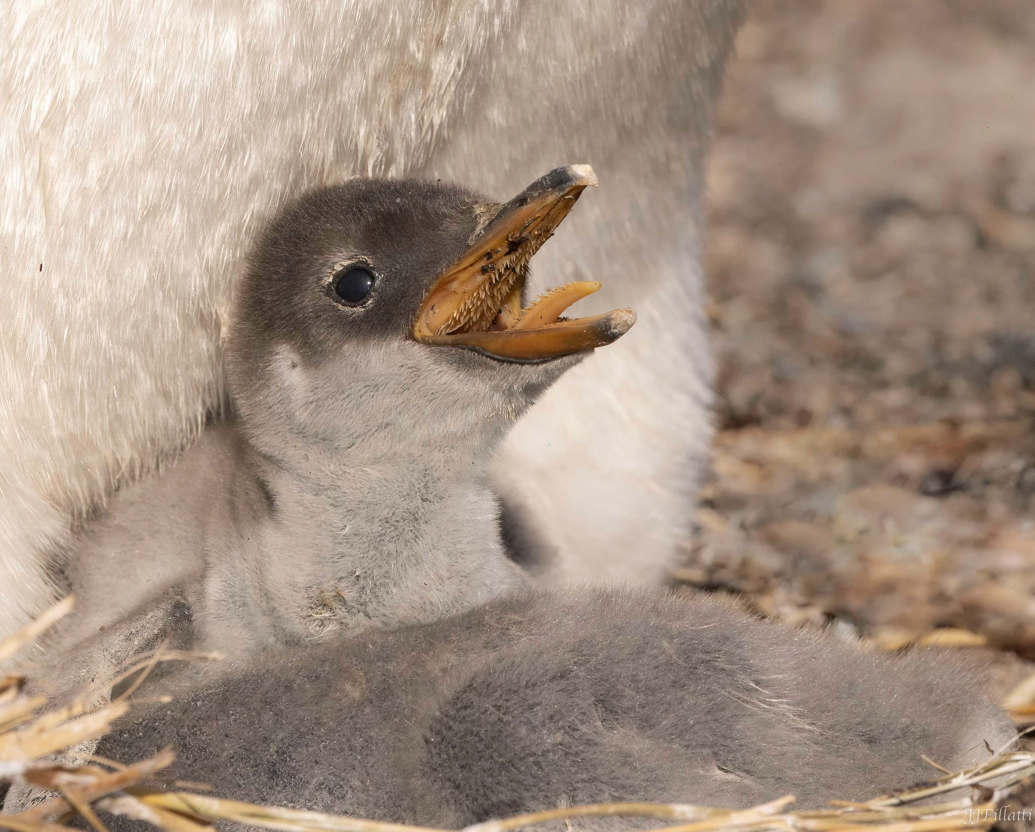 bird of the falklands image 21